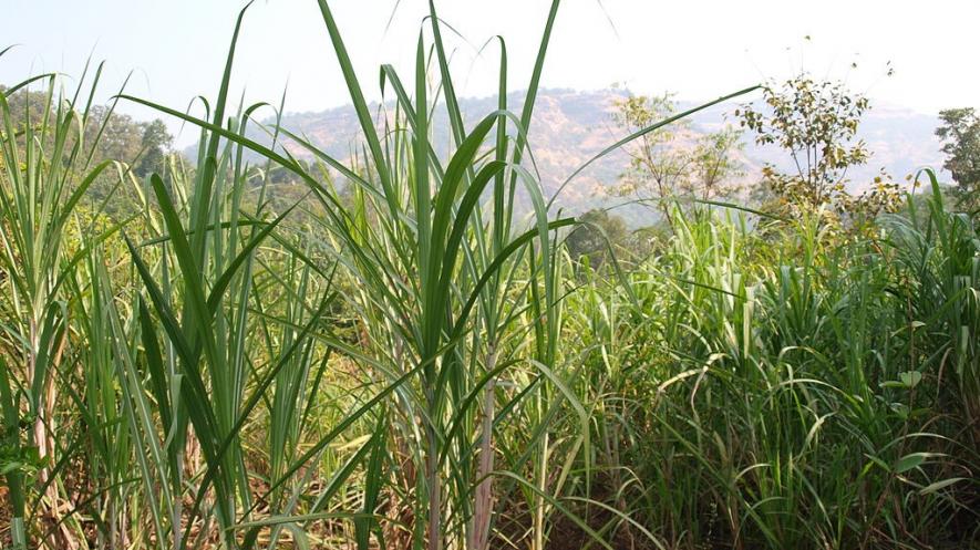 COVID-19 Impact on Sugarcane Production, Maharashtra May Face Labour Scarcity for Harvesting