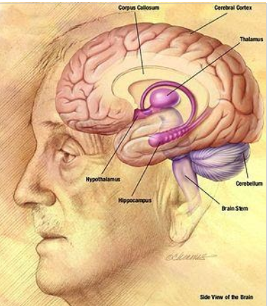 Working Memory Can Be Stored Inside Single Neurons, Suggests New Study