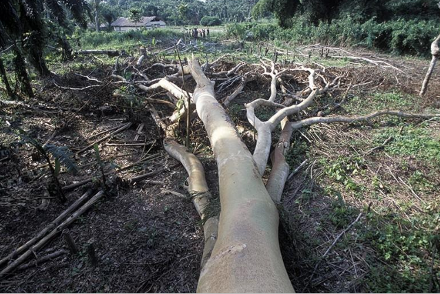 Brazilian Amazon Destruction Heightens in Bolsonaro Regime Even as Links of Pandemic Risk to Deforestation Evident