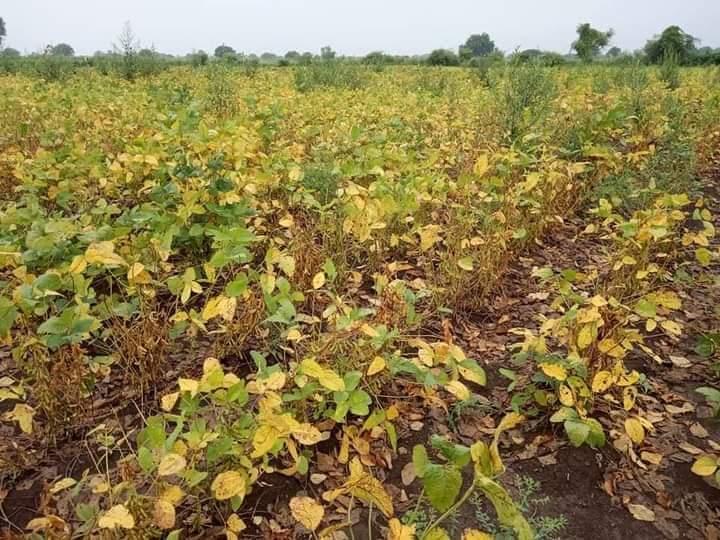 Farmers Face Heavy Losses as Excessive Rain Damages Crops in Drought