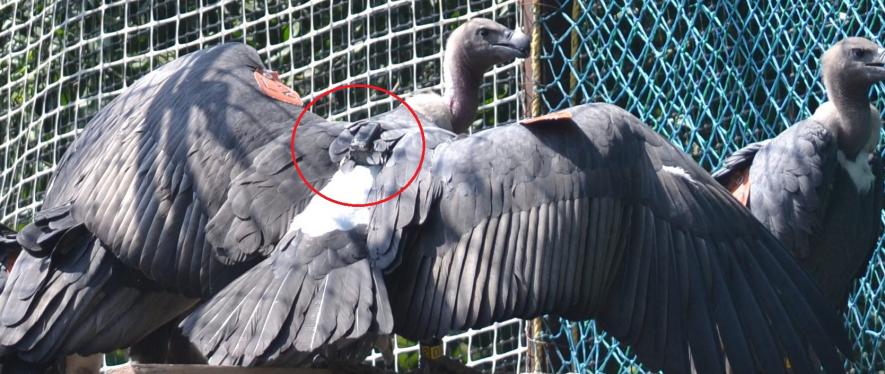 White-backed vulture with satellite transmitter
