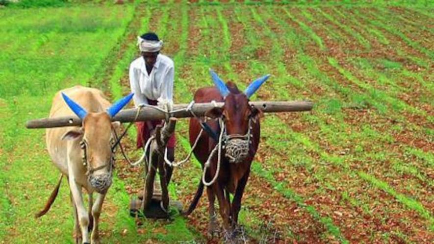 Kerala Introduces Base Price for 16 Agricultural Produce