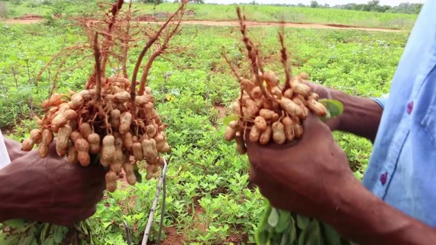 Low Groundnut Production