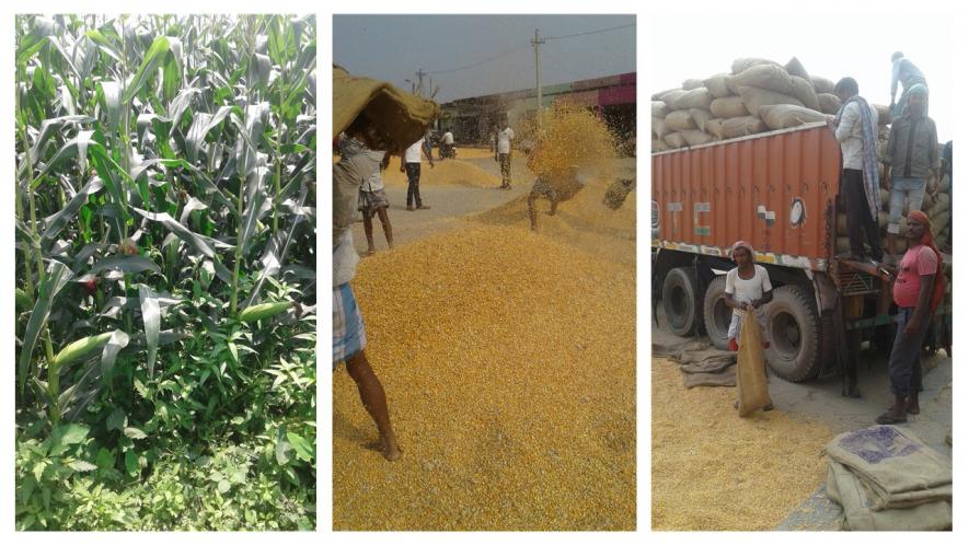 Bihar Elections: Maize Farmers from Koshi-Seemanchal get Less than Cost of Production, no MSP