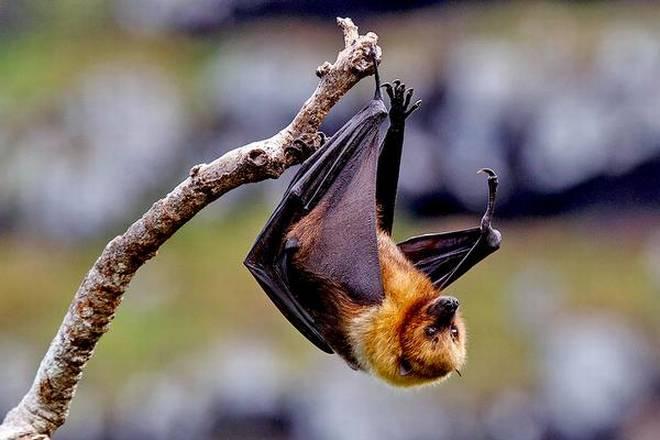 How the Deadly Nipah Virus Jumps From Bats to Humans Found: Study