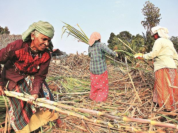 Miffed over Prices and Dues, Maharashtra Cane Farmers to Not Allow Mills to Work in Crushing Season