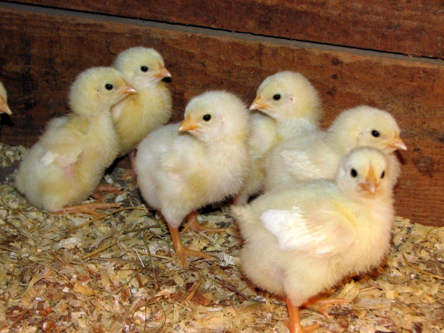Will the US Poultry Industry Adopt Tech That Could Save Billions of Baby  Chicks? | NewsClick