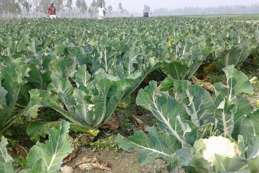 UP: Farmers Plough Over Cauliflower Crop as Mandi Prices Crash to Rs 1/kg