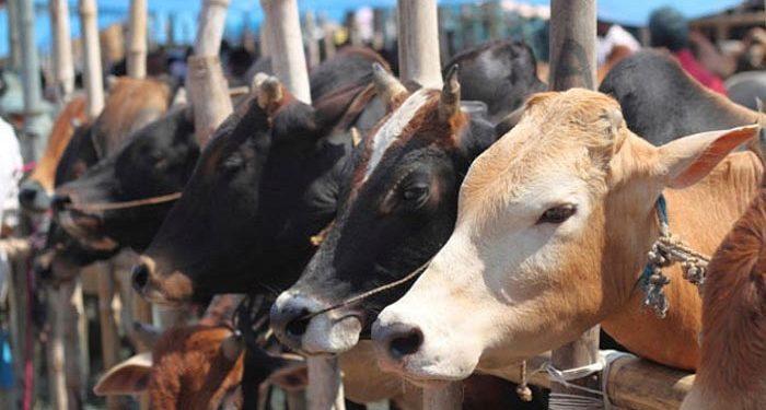 Will Karnataka’s New Bill Sound the Death Knell for its Cattle Wealth?