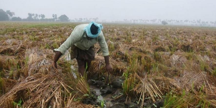 Cyclone Burevi: Continuous Rainfall Damages Paddy and Sugarcane Crops in Delta Districts