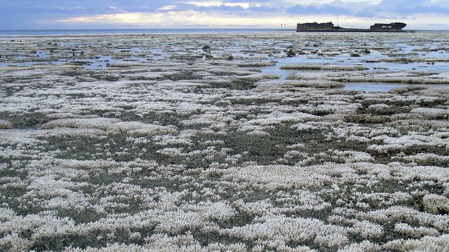 Coral Bleaching at the Great Barrier Reef
