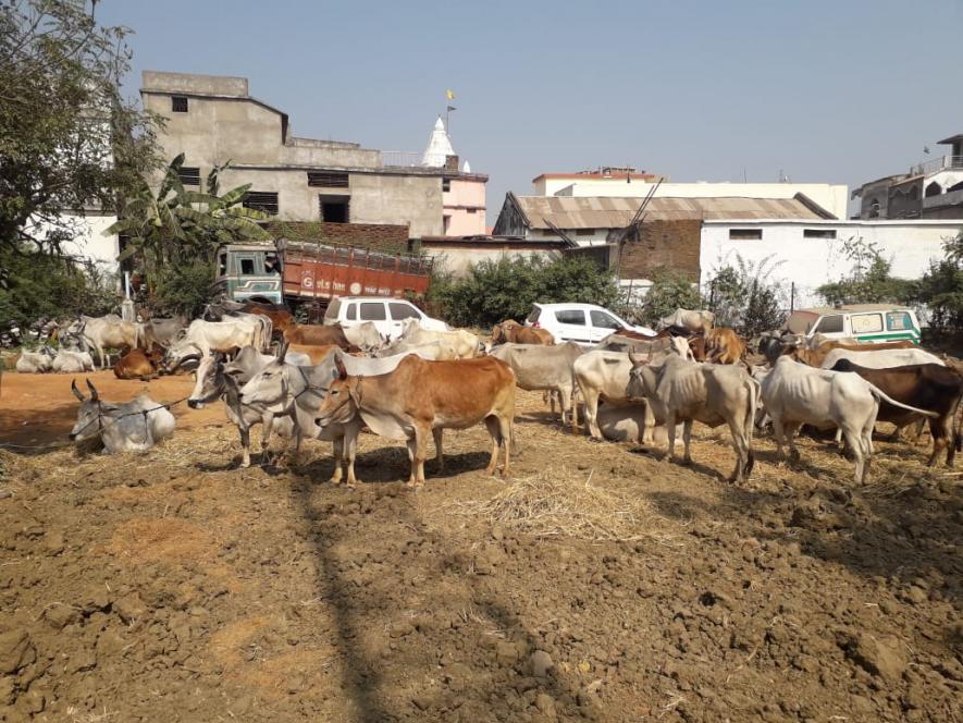 BJP Youth Leader, 19 Others Booked in MP for Smuggling Bovines to Maharashtra for Slaughter  