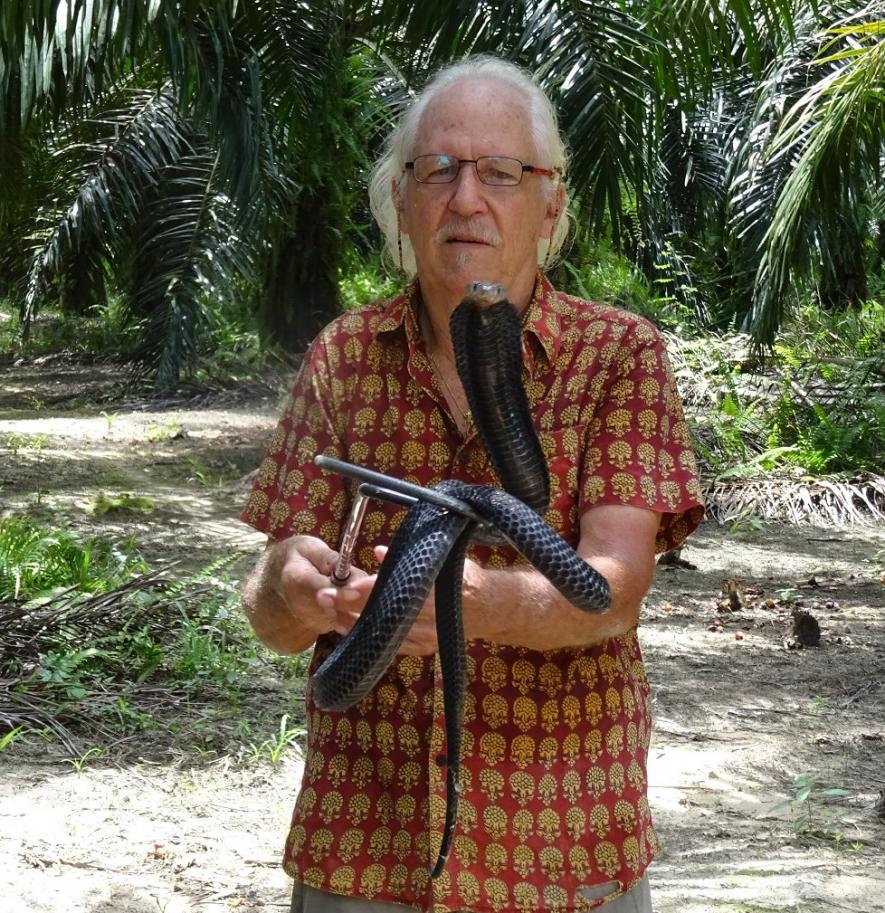 Rom Whitaker with Sumatran spitting cobra. Kalimantan.