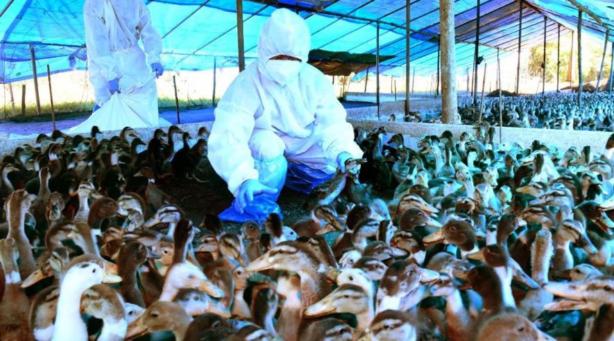 Bird Flu Under Control in Kerala; More Cases Reported from Rajasthan, Punjab, MP and HP