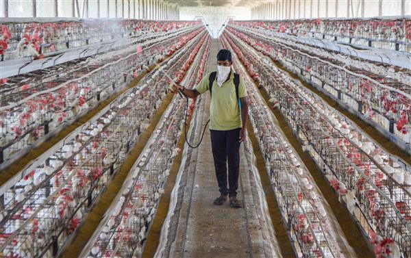 Delhi: No Bird Flu Found in Poultry, 100 Samples From Ghazipur Market Negative, Says Official