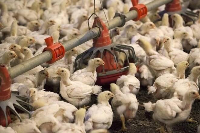 UP: Bird Flu Strikes Fresh Blow to Poultry Industry; Prices Slump 50%