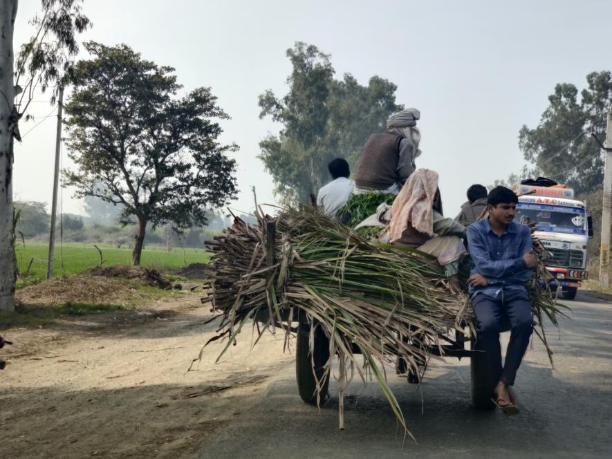Farmer taking his harvest to the local Kiratpur sugar mill. PC Saurabh Sharma