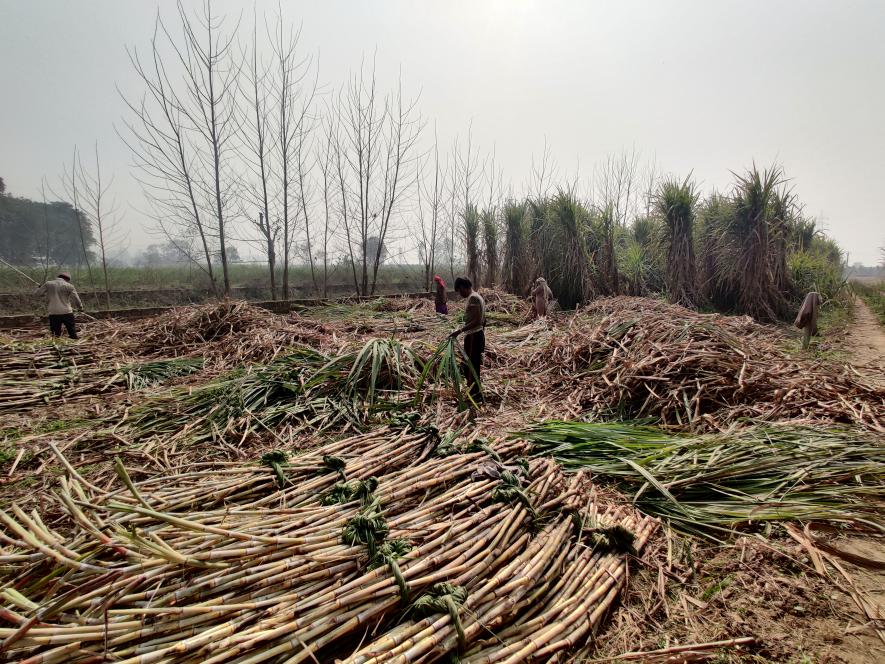 UP: With Dues Piling up, Sugarcane Farmers Await Prices for This Season