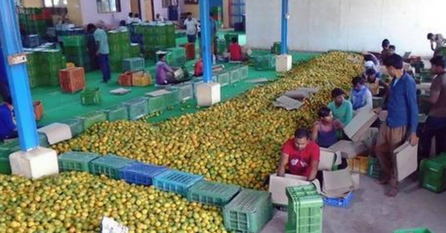 maha fruit farmers