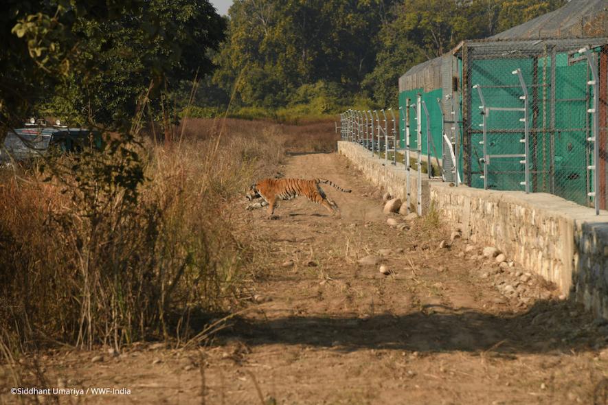 Tigress being released from the enclosure. Photo by : Siddhant Umariya/ WWF India