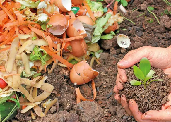 ECOFarm: Where Pune’s Kitchen Waste Turns into Organic Vegetables