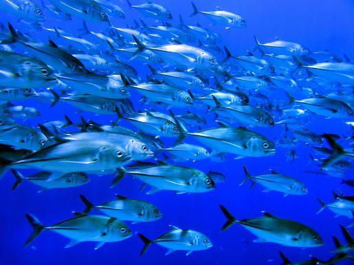 Trawling Ocean Floor for Fishing Can Release Carbon Equal to Air Travel: Study