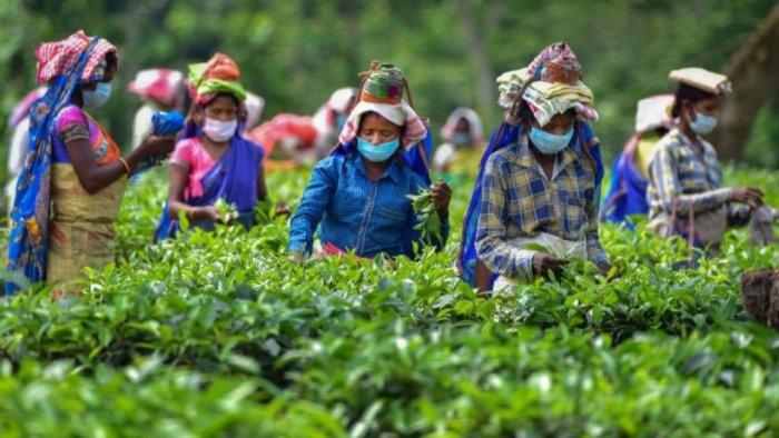 ‘Minimum wage of tea garden workers likely to be fixed by Jan 30’ ‘Minimum wage of tea garden workers likely to be fixed by Jan 30’