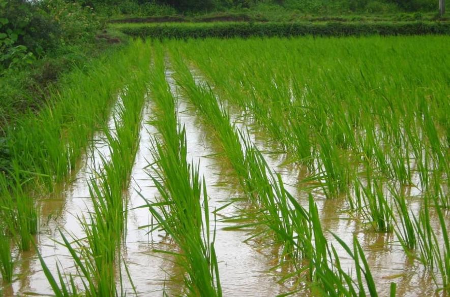 Debt-Ridden Farmer Dies by Suicide in Azamgarh, Family Accuses Bank of Harassment