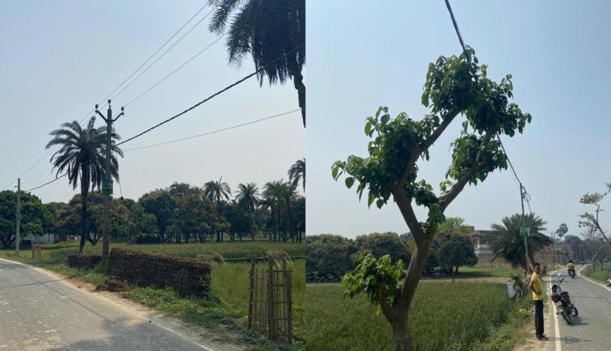 Trees placed under electricity cables roadside