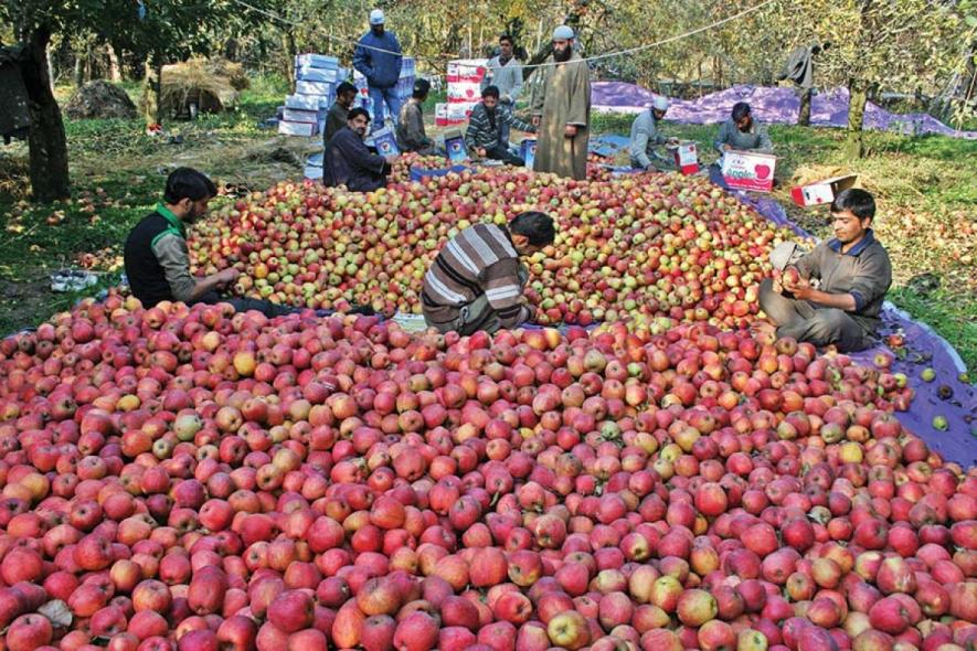 Kashmir: Traders Claim Duty-Free 'Iranian Apples' Causing Heavy Losses, Urge Govt. to Intervene