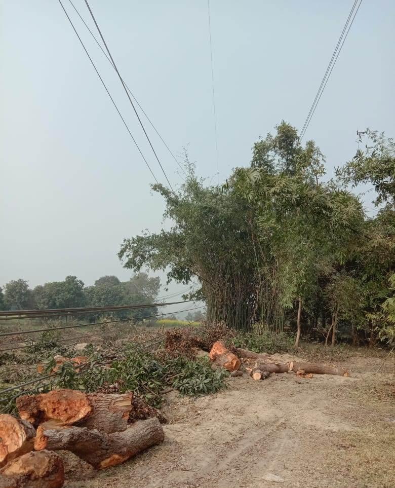 Cut down trees below high tension cables stretch