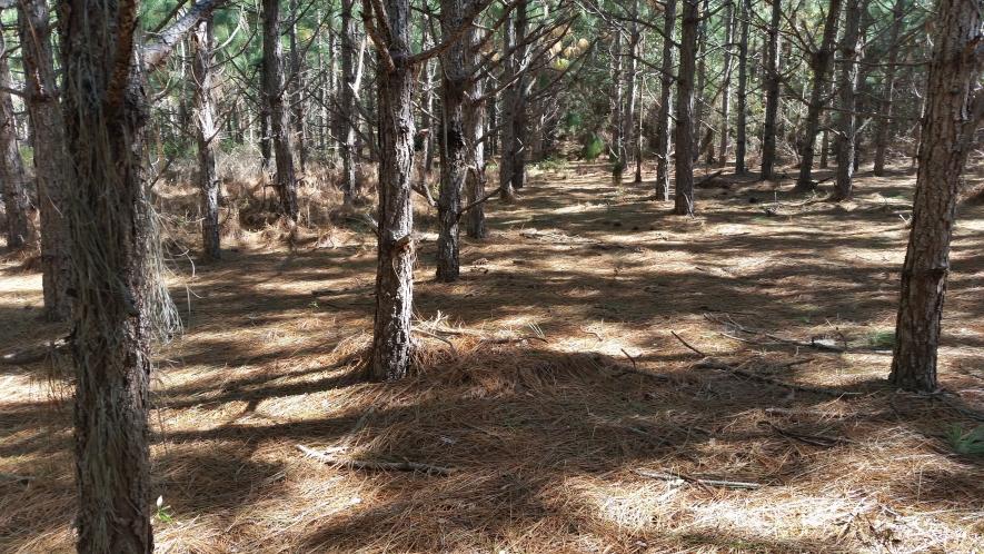 SESM naked plantation: Loblolly pine plantation, South Carolina. Photo: photolangelle.org (2016)