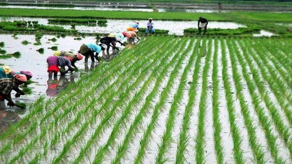 Range of Problems at Paddy Procurement Centres, Govt Apathetic: Telangana Farmers