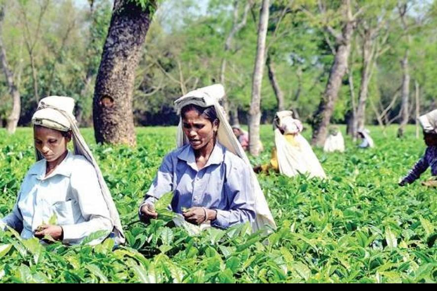 Amid Covid Crisis, Tea Workers’ Union Urges Centre to Release Promised Rs.1,000 Crore Welfare Fund