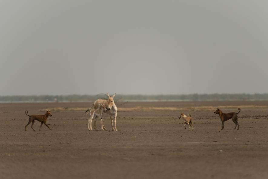 ass harassed by dogs in Rann of Kutch