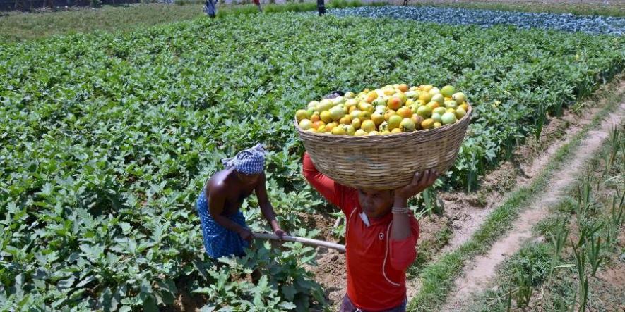 Maharashtra’s Small Farmers Land in Major Financial Crisis Due to Lockdown.