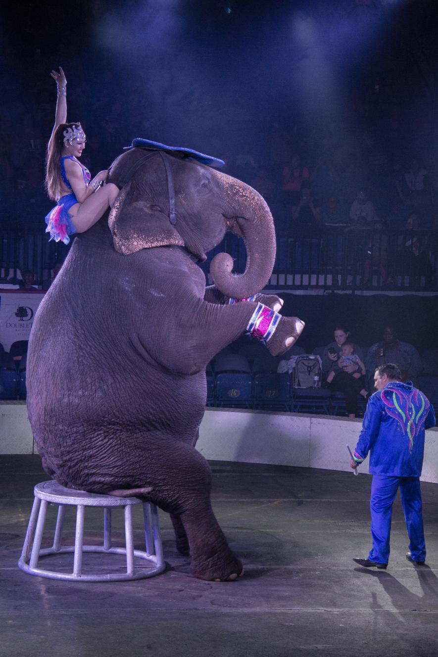 Betty performing unnatural tricks in the circus ring