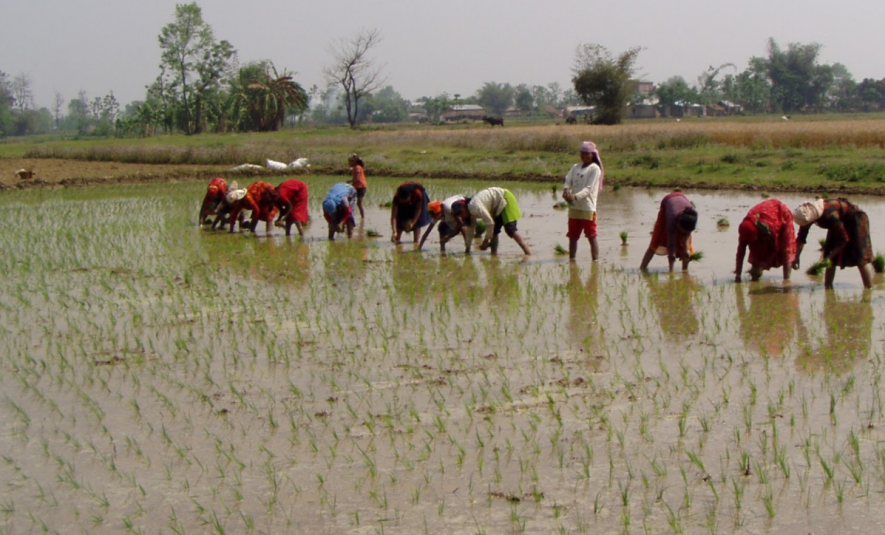 Bihar paddy farmers.