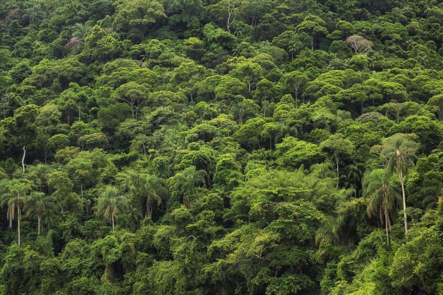 Is the Amazonian Forest No More a Sink for Carbon Dioxide?