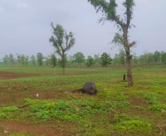 Dead cattle and “poisoned” crops.