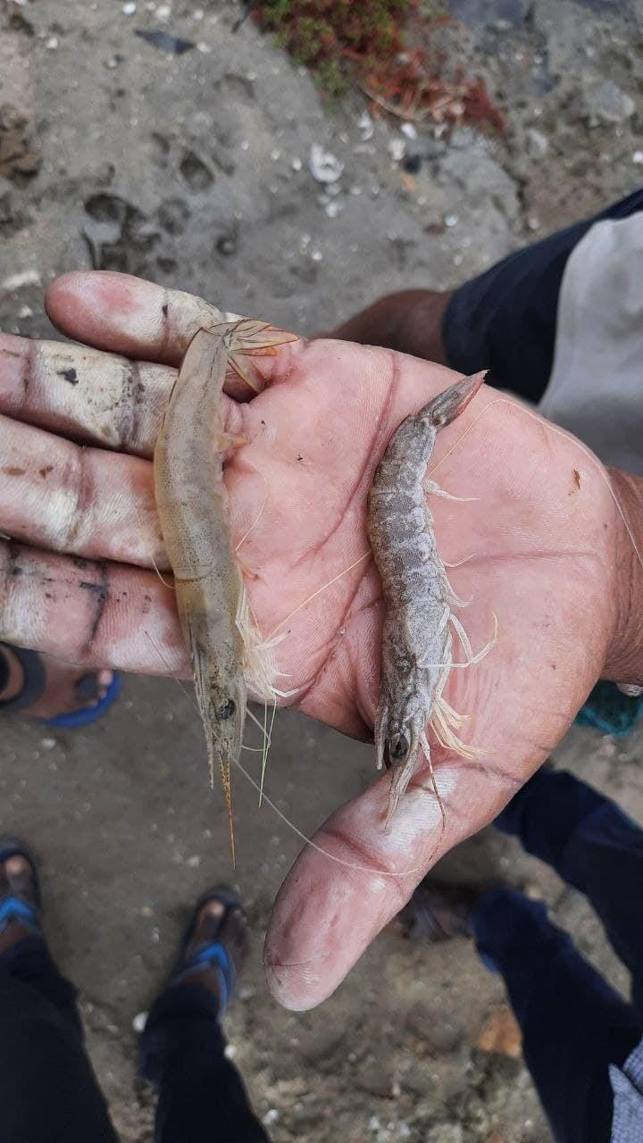 Image: White prawn and Ash prawn (right)