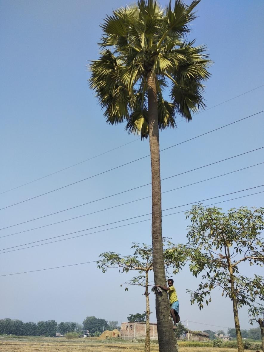 Toddy tapper climbing a palm tree