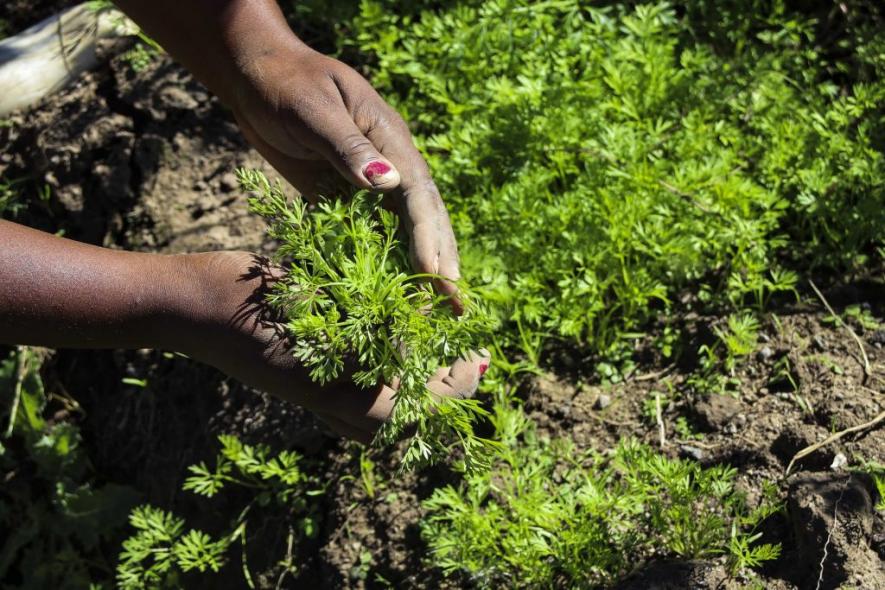 17 April 2021: A volunteer prepares a carrot plant on a seed-saving plot at Elundini Backpackers. Along with permaculture activists, they have been experimenting with sustainable methods for rural communities to source land, seeds and water. (Photograph by Bonile Bam)