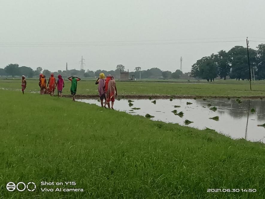 Black rice, Chandauli Black rice, UP agri department, black rice cultivation,