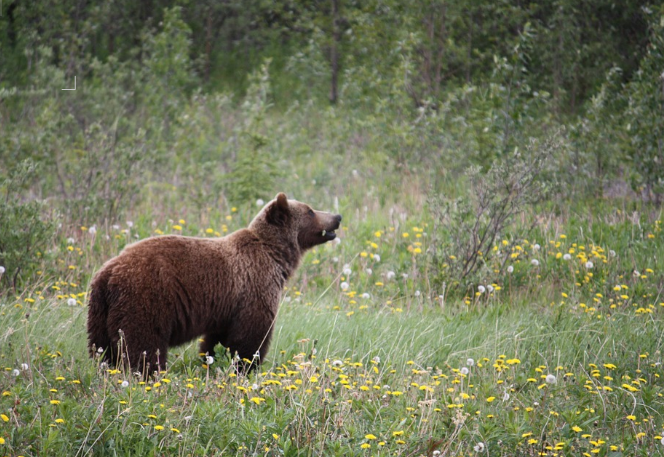 How Landscapes Shape Species: Grizzly Bears’ DNA Aligns with Indigenous Language Families