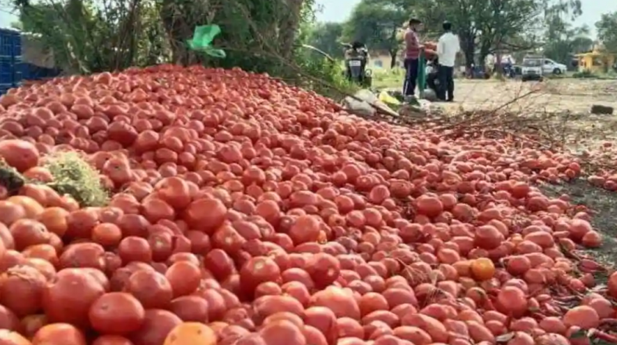 maha tomato farmers.