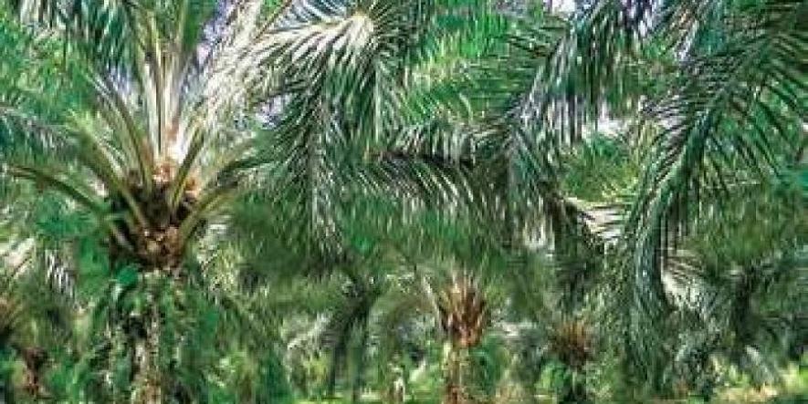 Palm Oil: Patanjali Announces Plans for Plantations, Environmental Concerns Loom Large