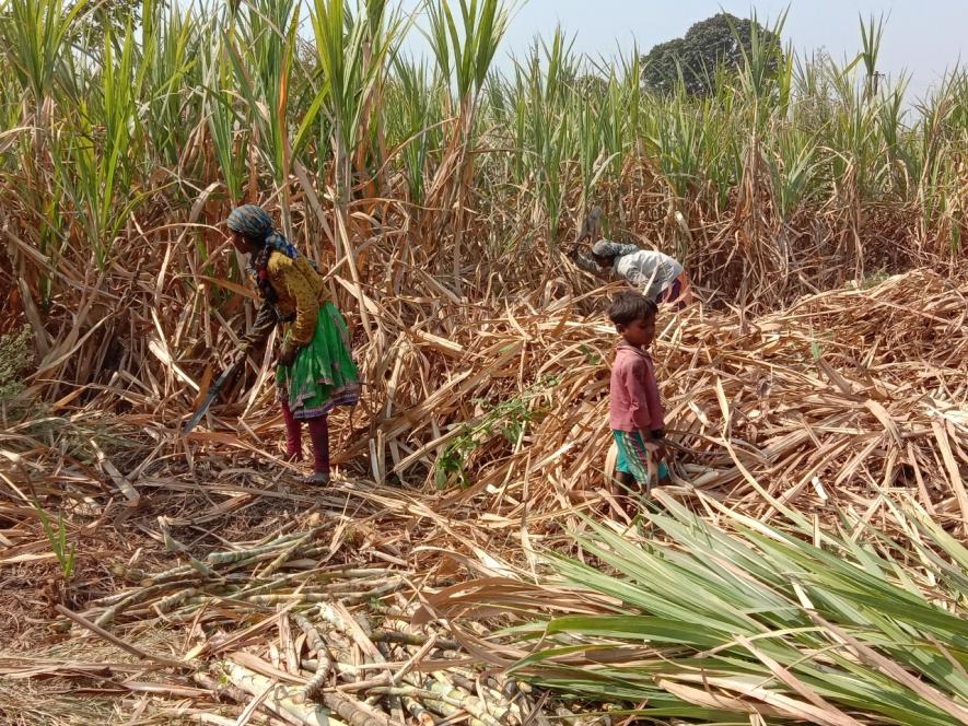 Women Sugarcane Workers of Gujarat Share Their Painful Experiences