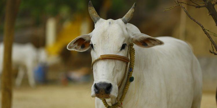 The Indian judiciary and its not so holier-than-cow verdicts