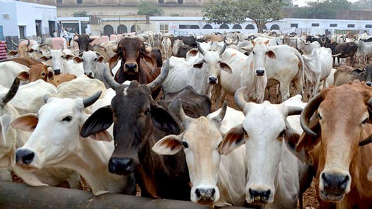 VHP Cowshed Accounted for 82% Bovine Deaths in Bhopal